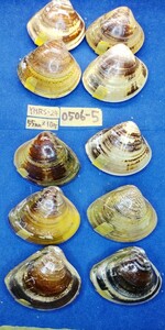蛤 YMRS−24-0506-5　55mm×10個　　江戸前　ハマグリ　貝殻　標本　材料