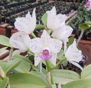 C. amethystoglossa f. coerulea select 洋蘭 原種