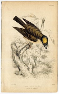 1850年 Jardine 鋼版画 手彩色 Pl.17 タイランチョウ科 ヒラハシタイランチョウ属 ノドジロヒラハシタイランチョウ 博物画