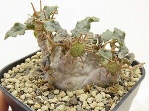 ■[W145]foetida　モンスター実生　実生苗　ヤマト運輸 【多肉植物　Dorstenia　ドルステニア】