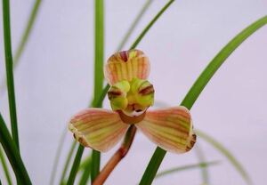 春蘭 ｛雲南産蓮弁蘭｝2本立 新芽付き　葉長は約36cm ｛春蘭、寒蘭、日本春蘭、中国春蘭、中国蘭、山野草 ｝