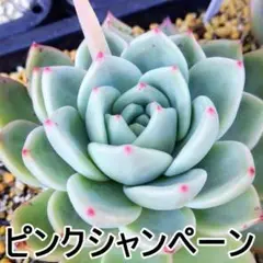 ピンクシャンペーン　大１頭　エケベリア　多肉植物