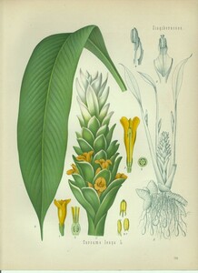 1890年 Kohlers 薬用植物 多色石版画 ショウガ科 ウコン属 ウコン Curcuma longa L ターメリック