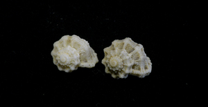 貝の標本 Liotinaria peronii(kiener.1839) set 