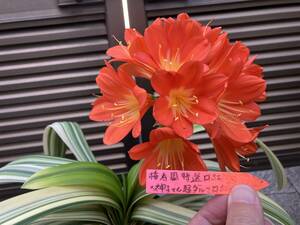 クンシラン　君子蘭　派手斑 オレンジ花