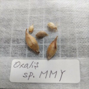 Oxalis sp.MMYの球根