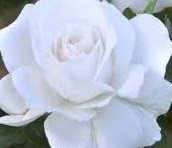 【アンナプルナ】透き通るようなシルキーホワイトの大輪花