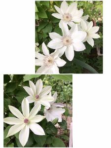 クレマチス　白系　花の種　15粒