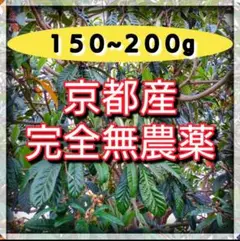 京都産★無農薬　自然豊かな環境で育ったビワの葉３０枚１５０~２００g　樹齢５０年