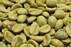 【１０㎏】コーヒー生豆 ジャマイカ ハイマウンテン プレミアム 送料無料