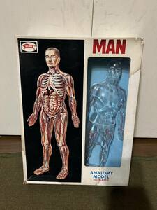 【ブルマァク】MAN 人体模型 未使用品 プラモデル