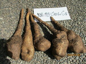 ◆短形自然薯のタネ芋