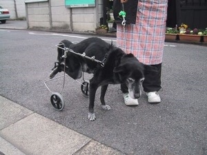 ヤマペットの中形犬用車椅子：柴犬他・レンタル・車いす・車イス・リハビリ・中古車