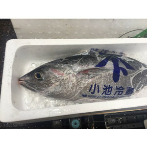 業務用 送料無料 生メジマグロ　 約7キロ前後　 北海道・九州産　築地まぐろ★築地