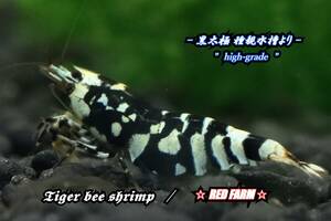 【RED FARM】 特選 ★ Tiger bee shrimp ： 黒太極 （抱卵個体）★ high-grade ★ No,2