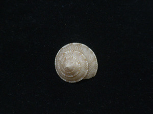 貝の標本 Calliostoma tranguelarium 20.5mm..