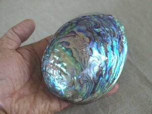 極美 虹彩を放つ鮑の殻12.3ｃｍ オブジェ アワビ 小物入れ キーケース 検 ローマンガラス