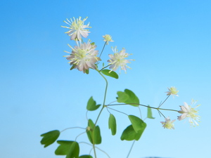 八重咲 長葉 唐松(カラマツ草)　B・珍品・花木・山野草