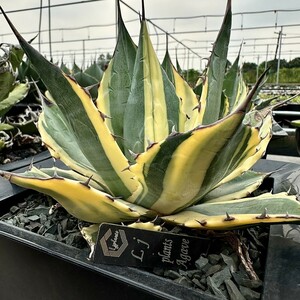 【Lj_plants】Z15 多肉植物 アガベ　パラサナ　インプレッショニスト極上斑入り 極上大子株1株