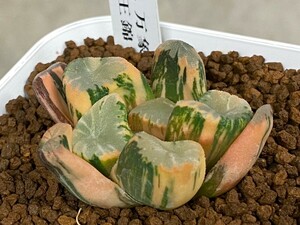 多肉植物 ハオルシア 　万象　覇王錦