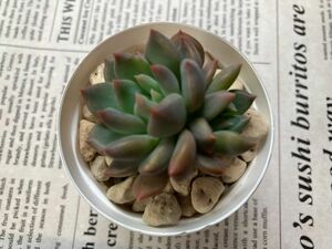 ★多肉植物★ ダークエルフ エケベリア カット苗 寄せ植え等に