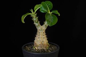 1 パキポディウム　ウィンゾリー　Windsorii コーデックス　良型　塊根植物　実生1