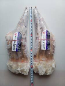 大サイズ生　タラバガニ足　蟹の王様 ⑤Lサイズずっしり約2.2Kg　鮮度高 　1円