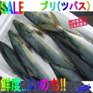 脂のってます!!「天然ブリの子 1.5-2.5kg」ツバス...朝どれ、直送！！境港産