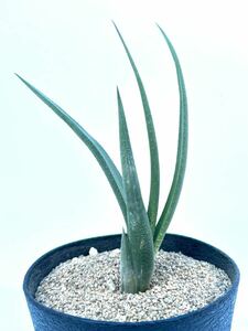 Haworthia longiana 希少ハオルチア ロンギアナ 巨竜閣 アフリカ原産　硬葉ハオルシア　抜き苗は送料込　独特な肌質　多肉植物