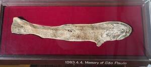 シロセントレスドラブ 魚の化石 世界最大級！！ ブラジル 白亜紀 地質時代 恐竜時代 古生物学 考古学 fossil ドラフオオカミニシン
