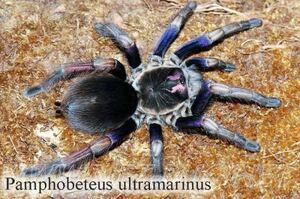 【交換可】Pamphobeteus ultramarinusタランチュラLS4cm程ムカデセンチピードサソリカマキリマンティスサシガメオオエンマハンミョウ奇蟲