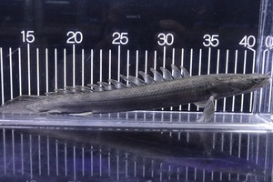 【淡水魚】激安 No2 ポリプテルス ビキールビキール チャド産【個体販売】(±30cm)（大型魚）