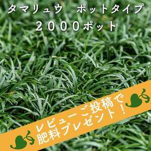 タマリュウ（玉竜）ポットタイプ 5芽立以上 2000ポット 約20から80平米分グランドカバー 竜のヒゲ リュウノヒゲ 苗木 下草