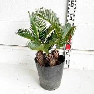 ソテツ　約:40cm 【sago palm/蘇鉄/そてつ/ヤシの木/庭木/株立ち/幹太/南国風/ガーデン/ドラセナ】243071