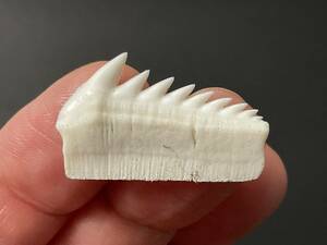 サメ 歯 現生 カグラザメ [SG38] サメの歯 鮫の歯 鮫 牙