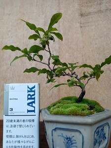 小品　ローヤ柿（紅ロマン）Bオス木不要実は10コ付いています。樹高14cm