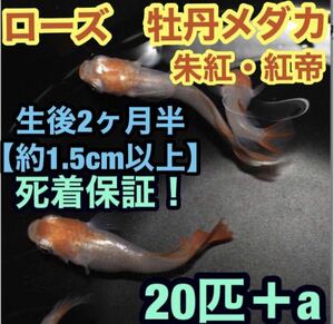 沖ちゃんメダカ【送料無料】ローズ　プラチナ　紅白　赤　朱めだか　紅帝　朱紅　20匹　稚魚　若魚