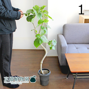 【現品】フィカス・ウンベラータ 曲がり 6号 黒鉢（1）Ficus umbellata