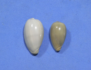 貝の標本 Marginella bernardi set 2. 台湾