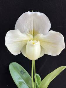 洋蘭　Paph.交配種　THO-2319（Paph.Icylcy Age X Paph.Socere