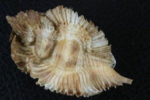 ミヨコバショウ　65㎜ 　タカラガイ　貝標本　貝殻