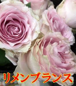 切り花品種　　リメンブランス★淡いピンクの花色が美しい大輪★挿し木苗