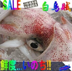 人気NO1の「白烏賊3立て4kg」箱売り（入り数不定）、お刺身用（剣先）美しい釣り物です。