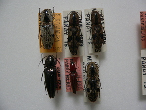 A25 コメツキムシ類6頭　フィリピン Panay島産　標本　昆虫　甲虫