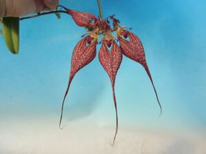 T♪洋蘭　Bulbophyllum rothschildianum 洋ラン