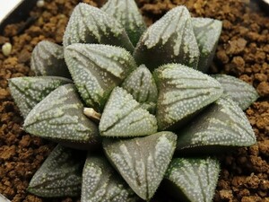 ■[W075]ジパング×ミロン　実生　未繁殖　ヤマト運輸 【多肉植物　Haworthia　ハオルチア　ハオルシア】