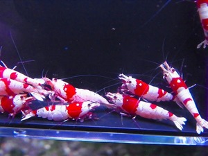 Golden-shrimp　　種親レッドビーシュリンプ♂3♀7（抱卵3匹）10匹ブリードセット　発送日は金土日のみ