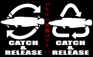 CATCH＆RELEASE 雷魚 ステッカー 検索 雷魚　ライギョ ノイジー ポッパー フロッグ abu ウィップラッシュchiaki