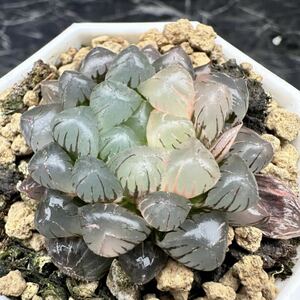 ハオルチア　多肉植物　ドドソン紫オブツーサ錦　糊斑　超美品 