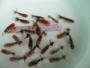 ★鈴木東錦☆明け2歳魚☆20匹＋2匹サービス付き☆現物魚、発泡スチロール発送★②